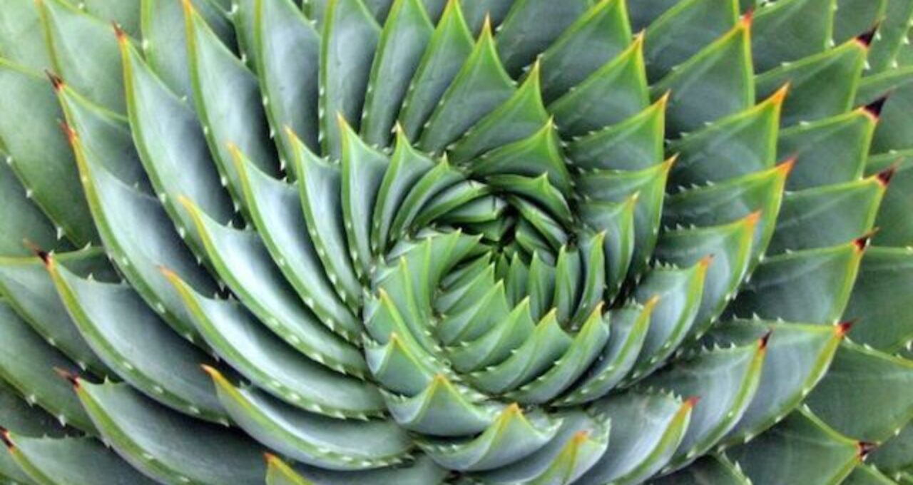 Aloe_polyphylla_Spirale