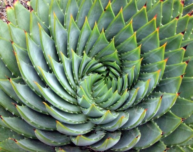 Aloe_polyphylla_Spirale