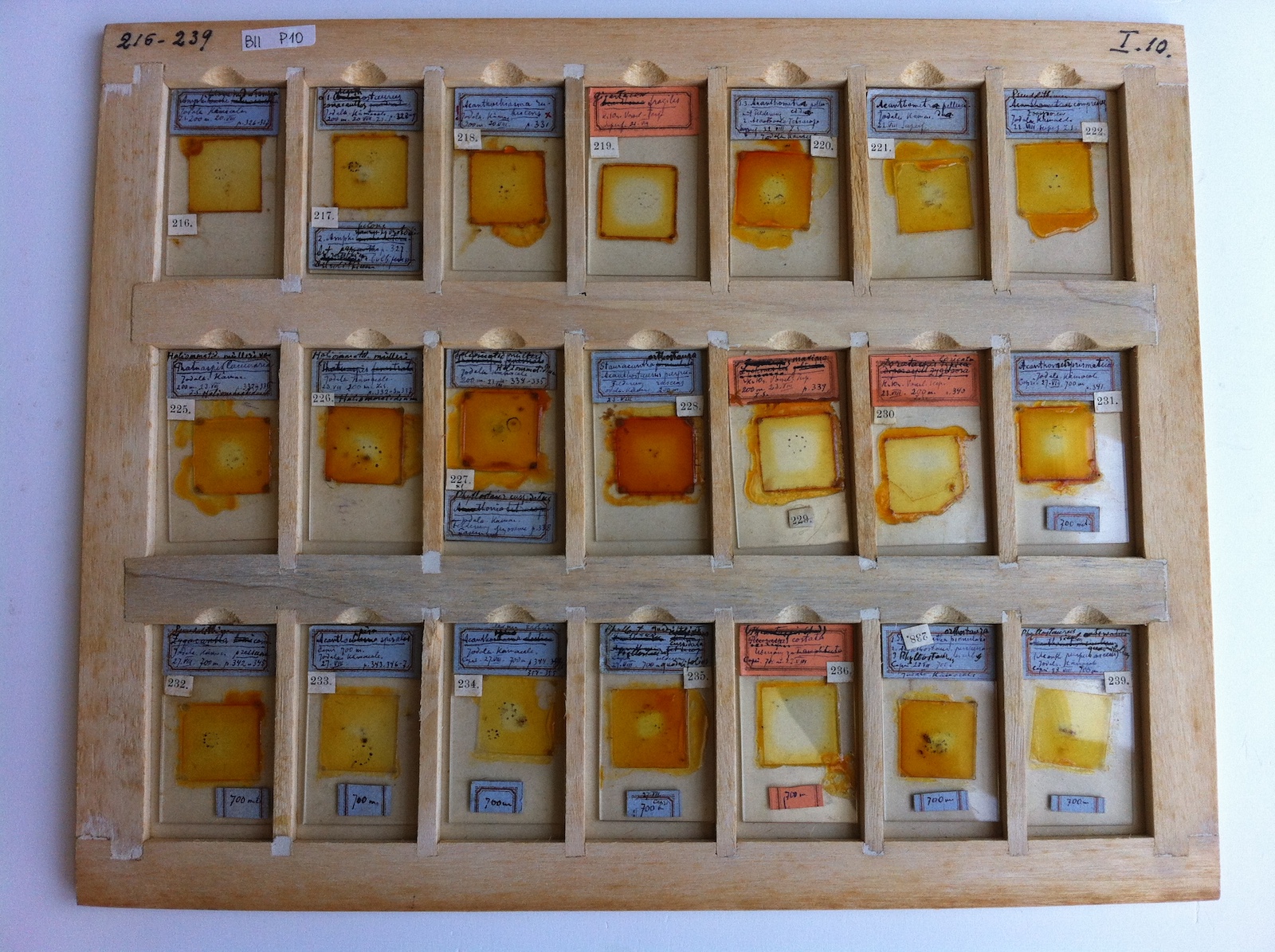 Wessely_Microslides