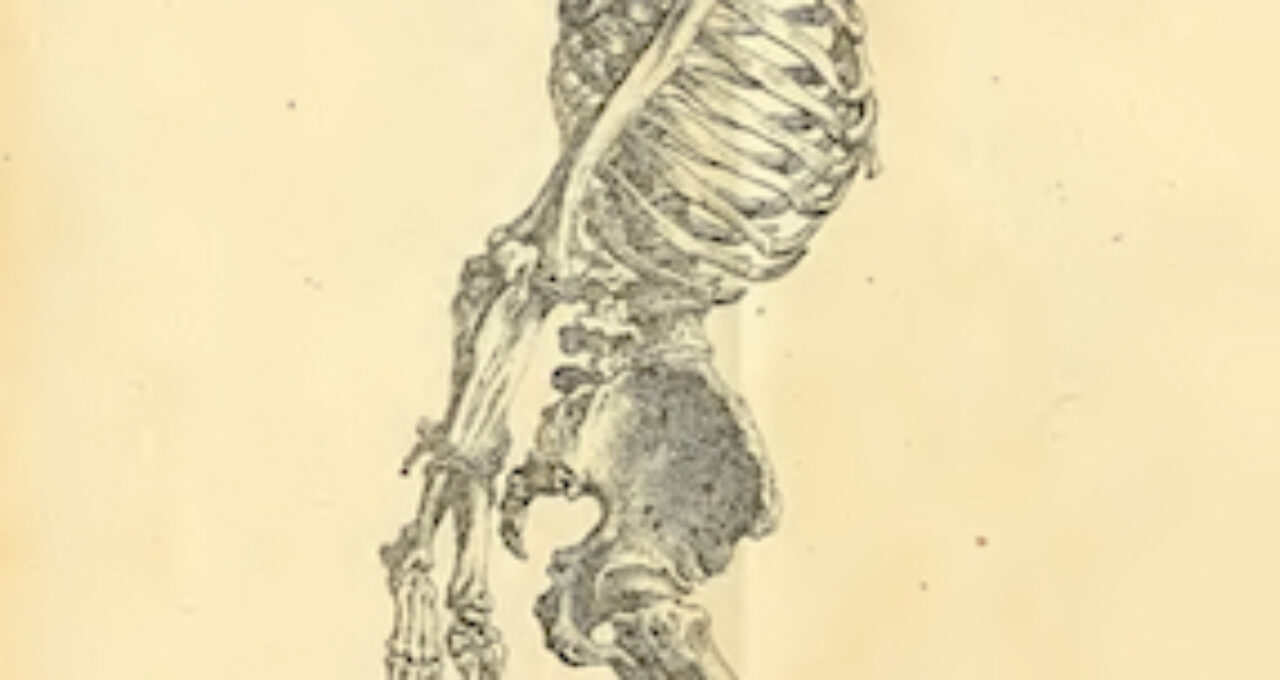 The anatomy of the human body