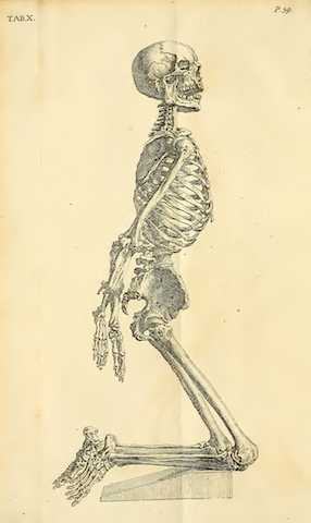 The anatomy of the human body