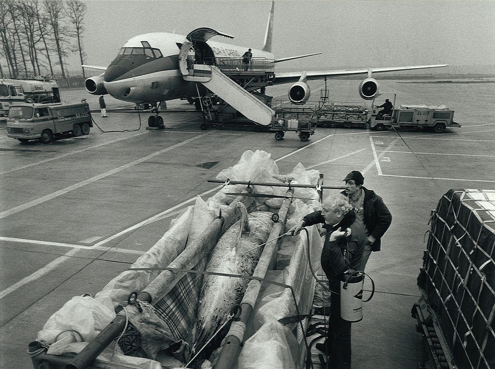 Tiertransport, 1970er-Jahre (Fraport-Archiv)