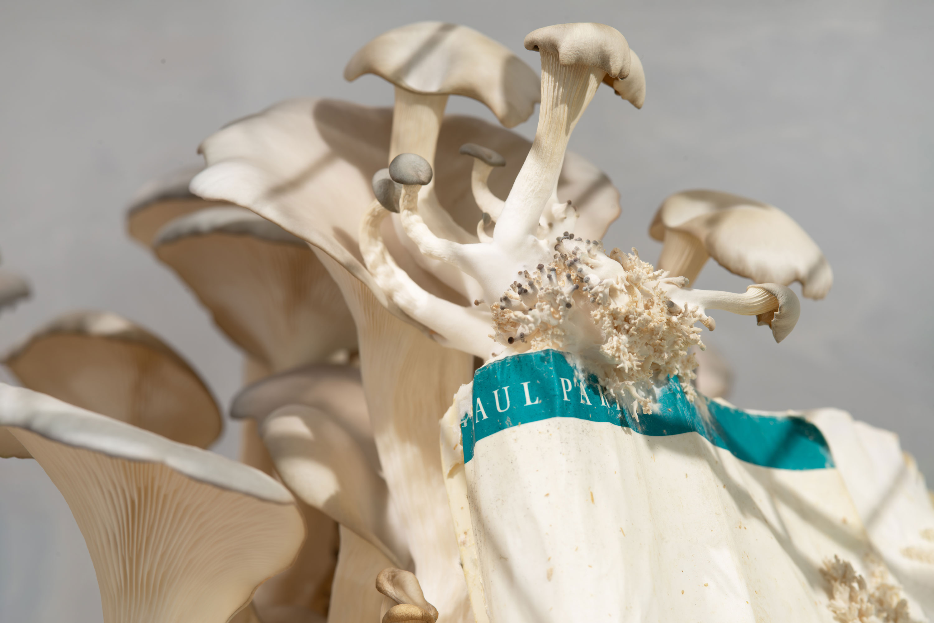 SPORA. Rotting Unconscious, Ausstellungsansicht ifk, 2025 © Foto: Jana Ehls