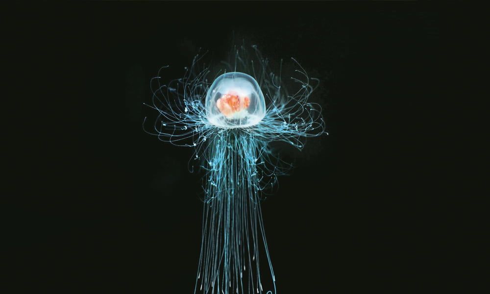 Ana Clara Machado, Turritopsis dohrnii, known as the Immortal Jellyfish